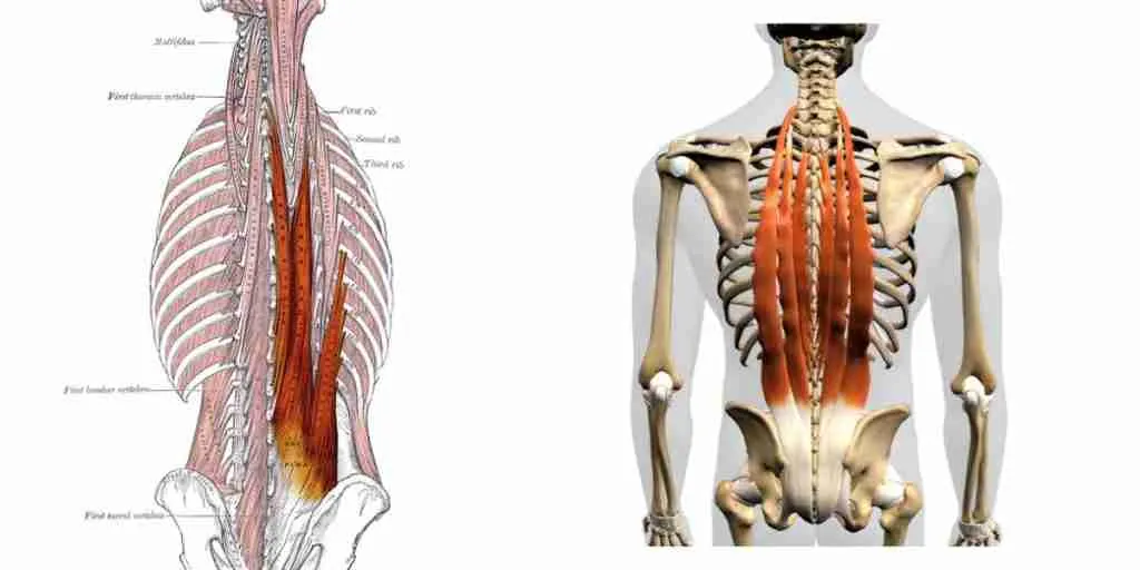 Erector Spinae posterior chain workout muscles